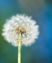 Single dandelion on green grass Royalty Free Stock Photo