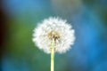 Single dandelion on green grass Royalty Free Stock Photo