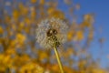 A single dandelion is ready to get blown by the wind and have its seed fly all around to spread more dandelions. Royalty Free Stock Photo