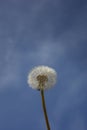 Single dandelion sead ball, on a blue sky background, in portrait format. Royalty Free Stock Photo