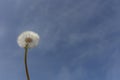 Single dandelion sead ball, on a blue sky background. Royalty Free Stock Photo