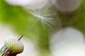 Single dandelion seed Royalty Free Stock Photo