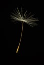 Single dandelion seed Royalty Free Stock Photo