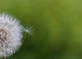 Single dandelion seed attached to the dandelion head