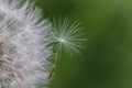 Single dandelion seed attached to the dandelion head