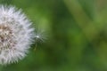 Single dandelion seed attached to the dandelion head