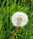 Single dandelion seed ball in close up against green spring grass Royalty Free Stock Photo