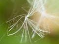 A single dandelion seed caught in a spider web Royalty Free Stock Photo
