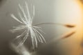 Single dandelion seed with droplets on a mirror with sun flare Royalty Free Stock Photo