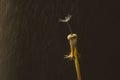 Single dandelion seed with droplets on a dandelion with sun flare Royalty Free Stock Photo