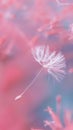 Single dandelion seed floating on a pink background Royalty Free Stock Photo