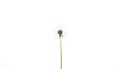 Single dandelion seed floating in a vast white space, creating a minimalist and airy composition Royalty Free Stock Photo