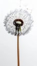 Single Dandelion Seed Head with Brown Stem on Clean White Background Macro Shot Royalty Free Stock Photo