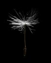 Single dandelion seed isolated on black Royalty Free Stock Photo