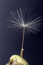 Single Dandelion Seed still attached to flower head Royalty Free Stock Photo