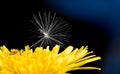 Single dandelion seed. Yellow flower head detail. Taraxacum officinale