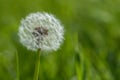 A dandelion seedhead on a green background Royalty Free Stock Photo