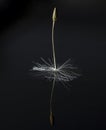 Single Dandelion Taraxacum seed isolated on black background with reflection Royalty Free Stock Photo