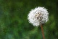 Detail of Dew Covered Dandelion on Green Texture Background Royalty Free Stock Photo