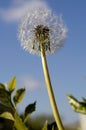 A single dandelion is ready to get blown by the wind and have its seed fly all around to spread more dandelions. Royalty Free Stock Photo