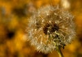 A single dandelion is ready to get blown by the wind and have its seed fly all around to spread more dandelions. Royalty Free Stock Photo