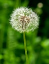 Single Dandelion With White Puffy Head