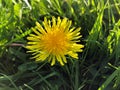 Single dandelion wild flower landscape