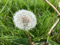 Single dandelion wild flower landscape Taraxacum