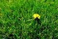 Single Dandelion in Yard of Lush Green Grass