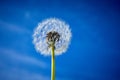 Single Dandylion with blue sky Royalty Free Stock Photo