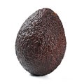 Single dark brown bilse variety ripe avocado isolated on white background