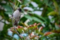 A single Dark-capped Bulbul