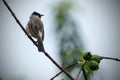 A single Dark-capped Bulbul