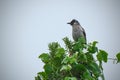 A single Dark-capped Bulbul