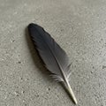 A single dark feather resting on a textured, gray concrete surface. The feather is long Royalty Free Stock Photo