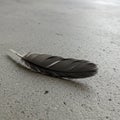 A single, dark gray feather lies on a rough, gray concrete surface. The feather is Royalty Free Stock Photo