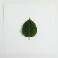 A single, dark green leaf with a smooth texture and prominent veins is centered on a Royalty Free Stock Photo