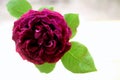 Single dark pink rose Royalty Free Stock Photo