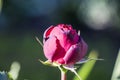 Single dark pink rose Royalty Free Stock Photo