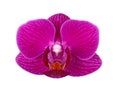 Flower of a purple Phalaenopsis orchid isolated Royalty Free Stock Photo