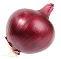 Single a dark-red fresh onion Royalty Free Stock Photo