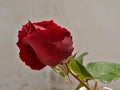 Single dark red rose blossom blooming on a bright day Royalty Free Stock Photo