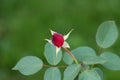 Single dark red rose bud with fully closed petals and open surrounding leaves