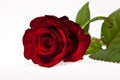 Single dark red rose flower Royalty Free Stock Photo