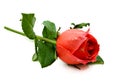 Single dark red rose flower. Royalty Free Stock Photo