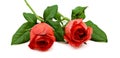 Single dark red rose flower. Royalty Free Stock Photo