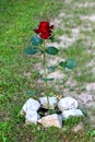 Single dark red rose growing tall in family house backyard surrounded with white rocks and freshly cut grass Royalty Free Stock Photo