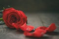 Single dark red rose on wood background Royalty Free Stock Photo