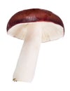 Single dark red Russula mushroom