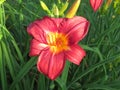 Dark Red And Yellow Daylily Flower